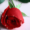 Special Rose