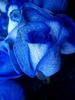 Blue Roses