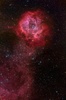 long stem rose nebula 