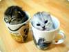 Kitten Flavored coffee