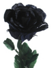 A Gorgeous Black Rose