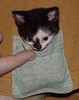 tiny kitteh