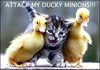 Attack My Ducky Minions!!!