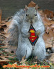 Super Squirrel!