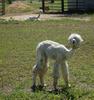 freshly shaved ALPACA