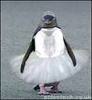 Dancing Penguin