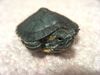 Baby RES Turtle