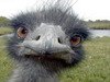 Ostrich attack!