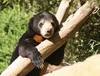 Baby Sun Bear Sunbathing