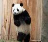 Dancing Panda