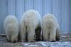 Three Polar Bear Butts