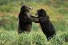 Slow dance with a bear