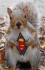 SuperSquirrel, here to save you