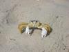 I hereby give you crabs