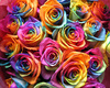 multi-coloured roses