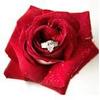 ring hidden in rose