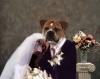 Pet Wedding