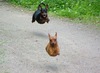 flying dogs lol