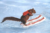 Twiggy the waterskiing squirrel