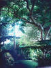 Your Own Jungle