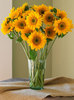 Sunflower in a vase