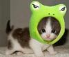 froggy kitten