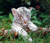 a baby white tiger just for you