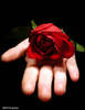 ~A Rose 4 a Beautiful Person~ 