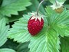 sweet wild strawberry~