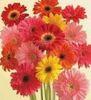 Gerbera Daisy