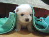 ~ Cute Puppy~
