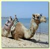A camel ride