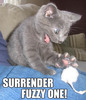 Surrender