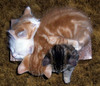 Box o' Kittens