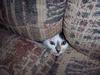 Ssshhh, I am hiding!