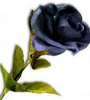 a Black rose