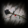 a Bloody Black Rose
