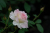 rose = my love