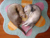 ferrets of love