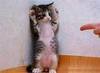 You are MY pet