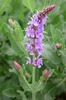 hyssop