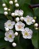 hawthorn blossom