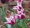 Purple &amp; White Tulips