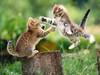 Cat-Fu Fighting
