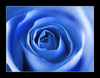 Magic Blue Rose