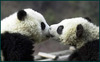 panda kiss