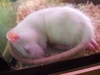 White Rat