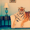 a Tiger in your Living Room