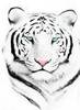 White Tiger Dreams
