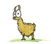 And another little Llama...